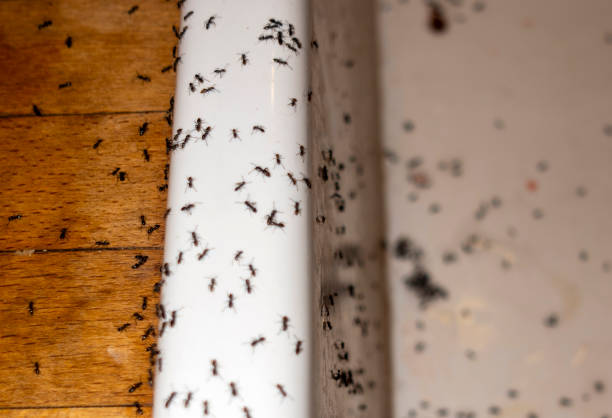 Wasp Removal Services in Lawtey, FL